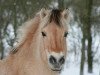 broodmare Linerle (Fjord Horse, 1984, from Hallodri)