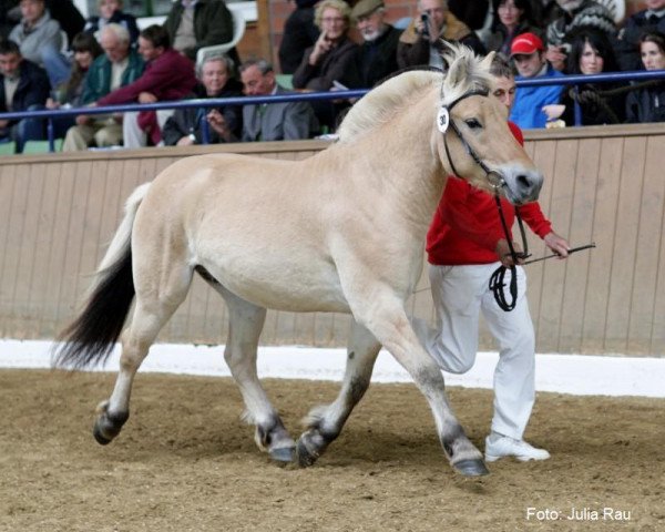 stallion Neuensteins Dyon (Fjord Horse, 2007, from Dylan)