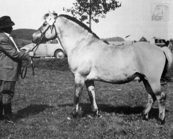 stallion Kærby Knægten (Fjord Horse, 1947, from Randers Norddal FJH 162)