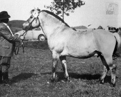 Deckhengst Kærby Knægten (Fjordpferd, 1947, von Randers Norddal FJH 162)