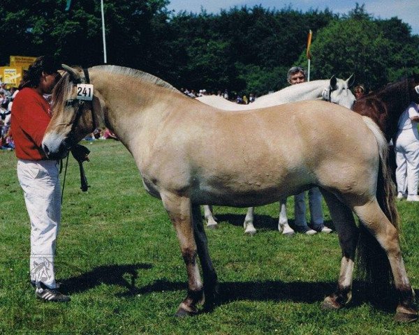 broodmare Gota (Fjord Horse, 1985, from Hjalmar-Junior)