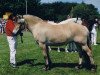 broodmare Gota (Fjord Horse, 1985, from Hjalmar-Junior)