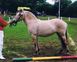 broodmare Gjöra (Fjord Horse, 1991, from Rei Romanow)