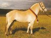 stallion Einar (Fjord Horse, 1995, from Eric)