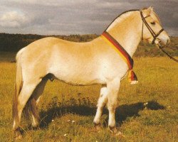 stallion Einar (Fjord Horse, 1995, from Eric)