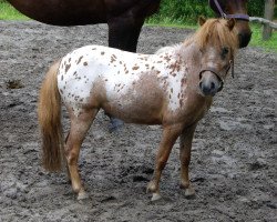 broodmare Harley (Dt.Part-bred Shetland pony, 2010, from Koen van de Bloemenstraat)