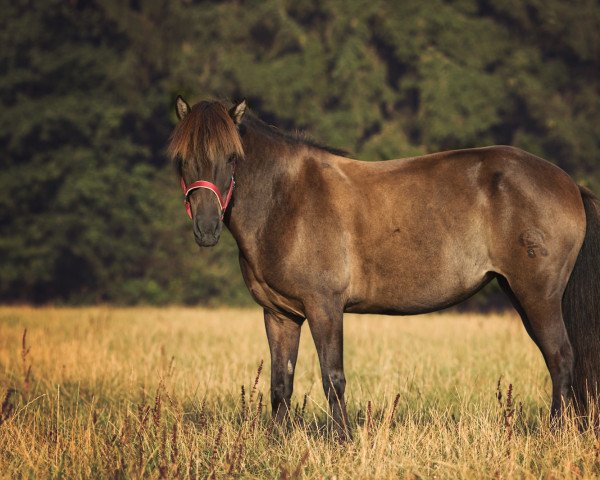 horse Sortna von Schloss Neubronn (Iceland Horse, 2004)