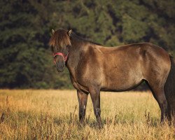 Pferd Sortna von Schloss Neubronn (Islandpferd, 2004)