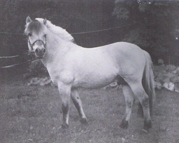 stallion Enno (Fjord Horse, 1976, from Emil)