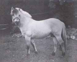 Deckhengst Enno (Fjordpferd, 1976, von Emil)