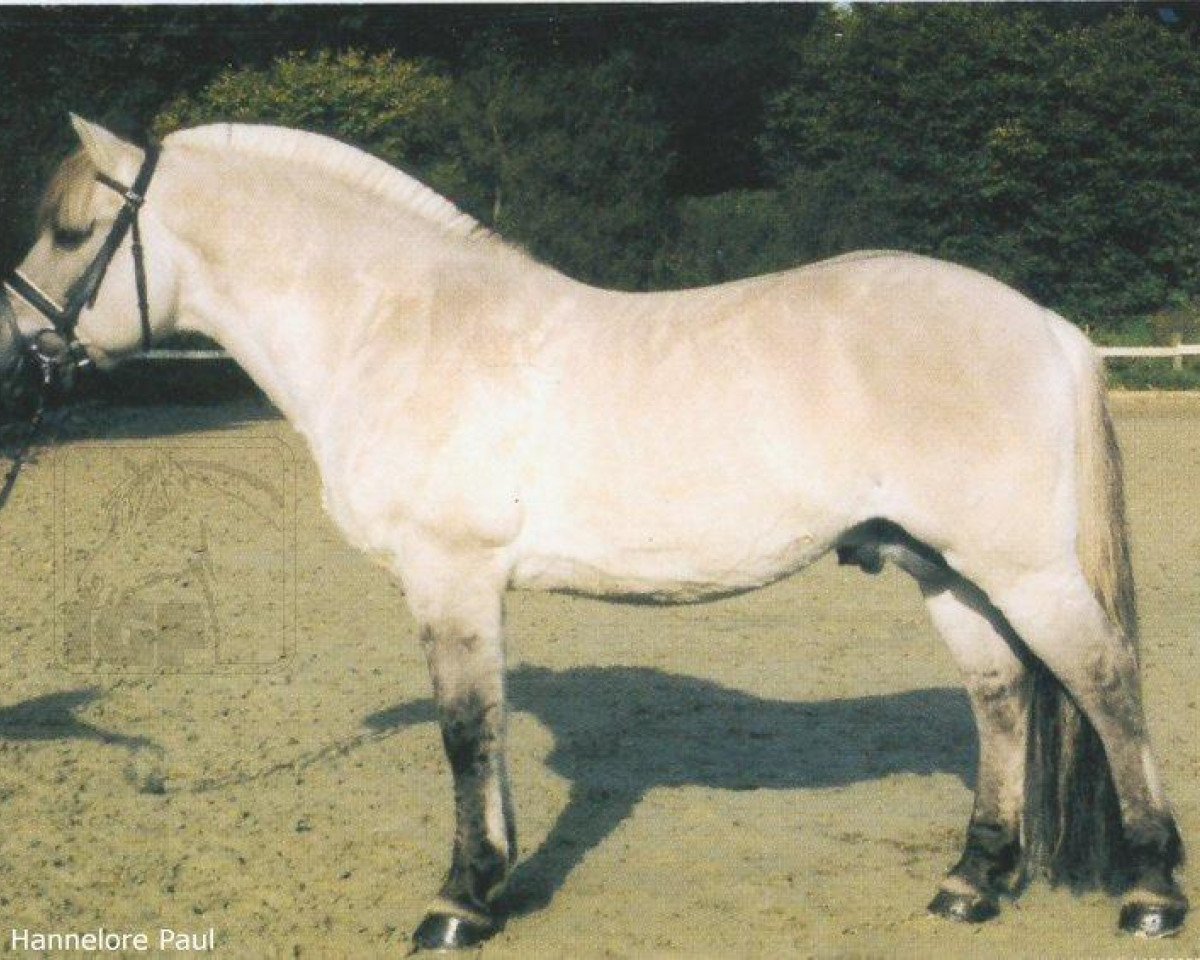 Deckhengst Eric (Fjordpferd, 1989, von Enno)