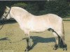 stallion Eric (Fjord Horse, 1989, from Enno)