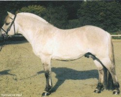 stallion Eric (Fjord Horse, 1989, from Enno)