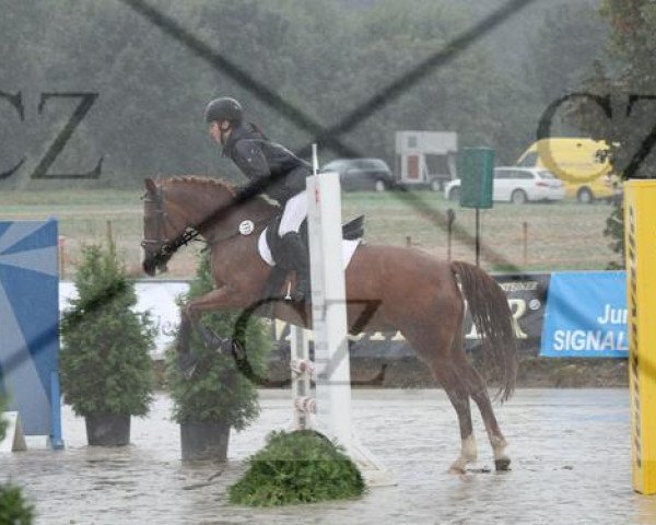 jumper Luna 1719 (German Riding Pony, 2002, from Lucky Strike)