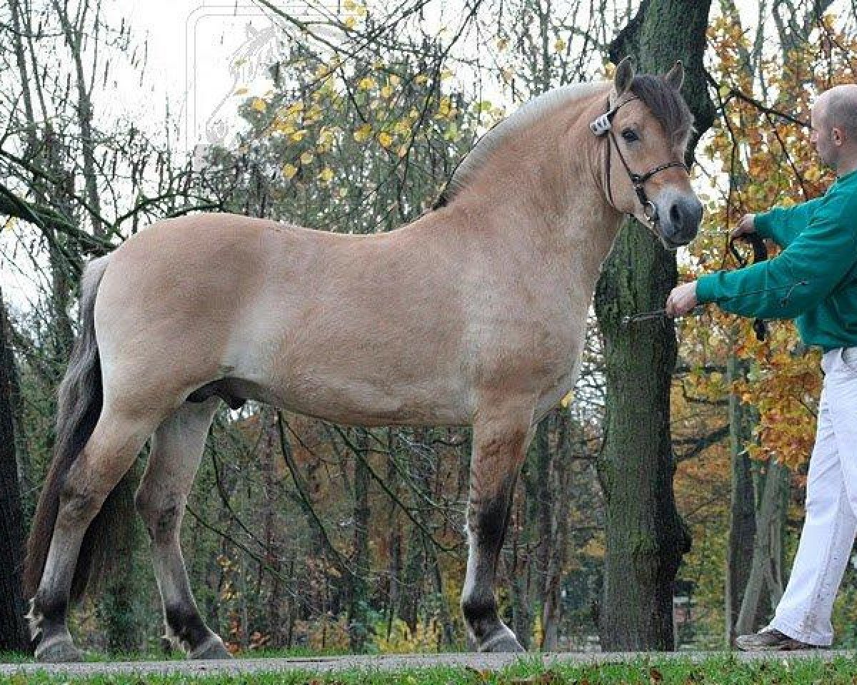 stallion Erik (Fjord Horse, 2008, from Baldrian)