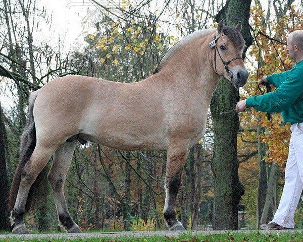 stallion Erik (Fjord Horse, 2008, from Baldrian)