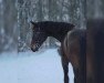 dressage horse Bon Jovie (Hanoverian, 2016, from Bon Coeur)