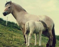 broodmare Larissa (Fjord Horse, 1976, from Heino F 78)