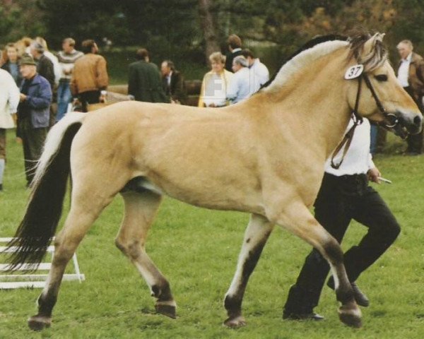 stallion Florian He 119 (Fjord Horse, 1976, from Foss)
