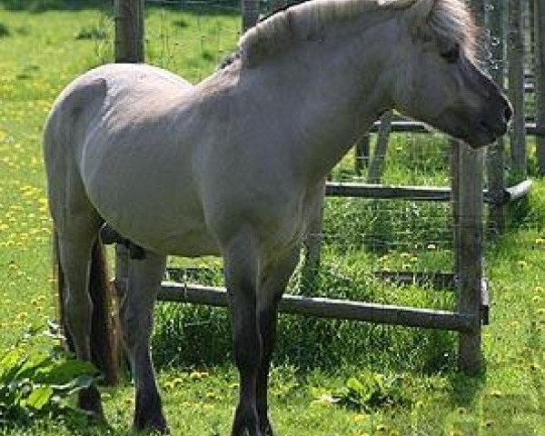 stallion Illiano (Fjord Horse, 1985, from Imre)