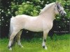 stallion Citrus Klattrup (Fjord Horse, 1994, from Pikant Halsnæs )