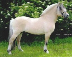 stallion Citrus Klattrup (Fjord Horse, 1994, from Pikant Halsnæs )