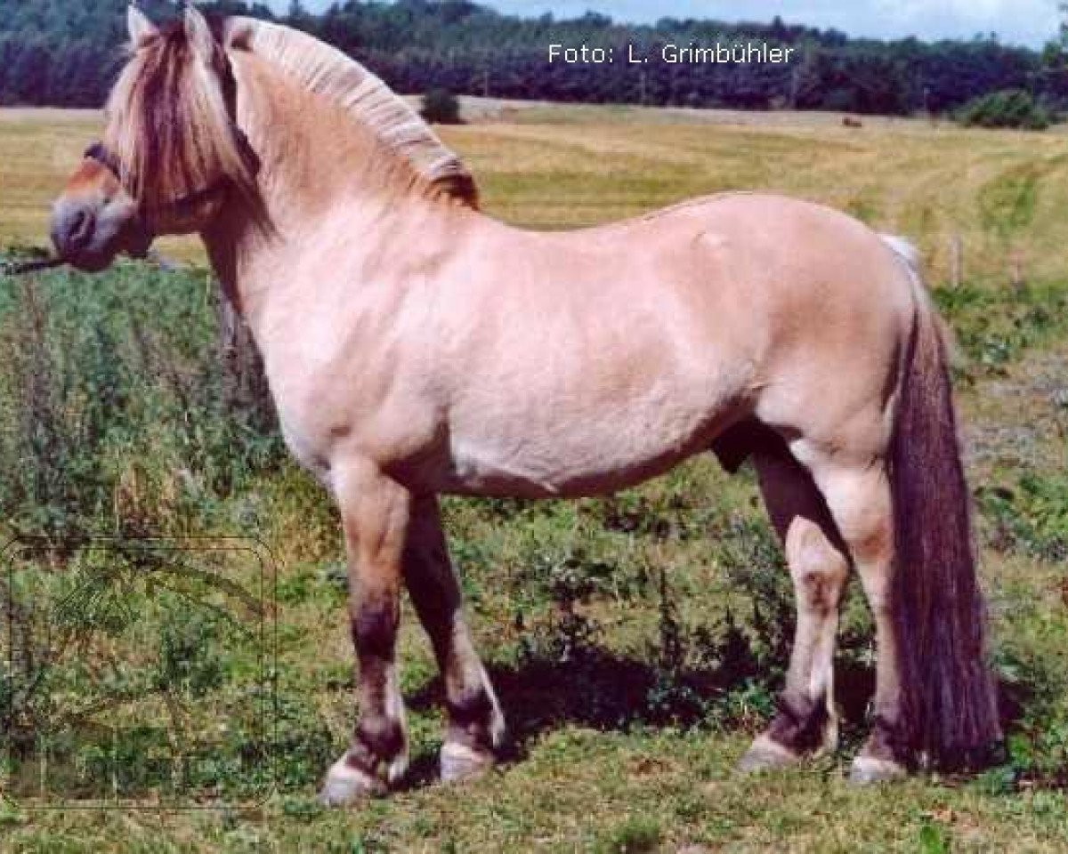 stallion Ørjar N.2623 (Fjord Horse, 1993, from Rådar N.1989)