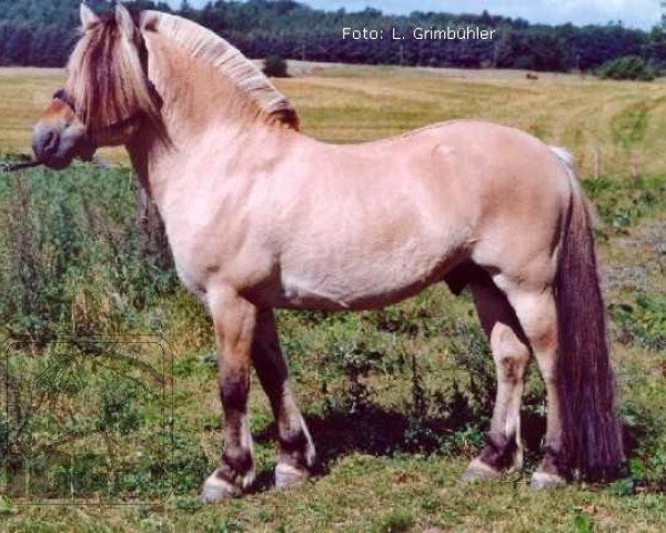 stallion Ørjar N.2623 (Fjord Horse, 1993, from Rådar N.1989)