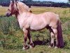 stallion Ørjar N.2623 (Fjord Horse, 1993, from Rådar N.1989)