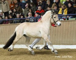 horse Glibings Fördin (Fjord Horse, 2007, from Mykletind)