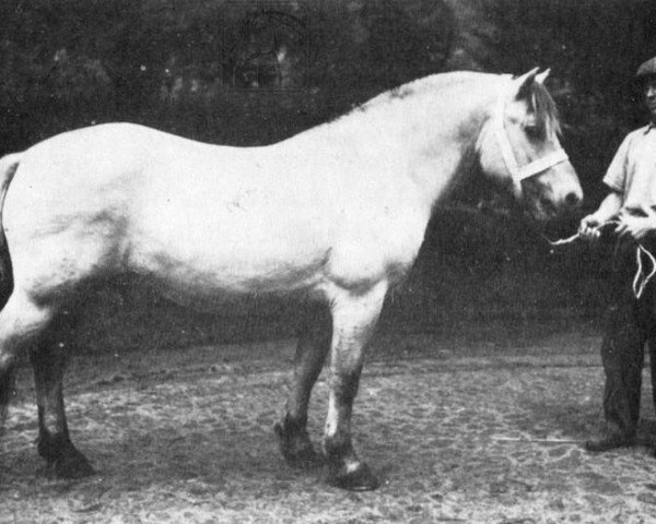stallion Nordin We 51 (Fjord Horse, 1954, from Norddal Ha 573)