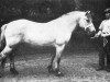 stallion Nordin We 51 (Fjord Horse, 1954, from Norddal Ha 573)