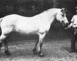 stallion Nordin We 51 (Fjord Horse, 1954, from Norddal Ha 573)