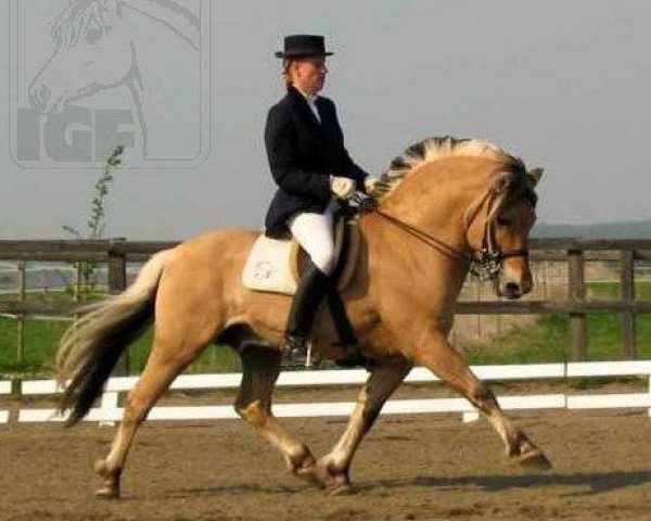 stallion Athos FJH-S 684 (Fjord Horse, 1992, from Buggedals Foss)