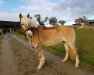 Dressurpferd Pelsie Rofen (Haflinger, 2007, von Nabucco)