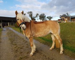 dressage horse Pelsie Rofen (Haflinger, 2007, from Nabucco)