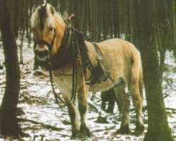 stallion Leikar F 46 (Fjord Horse, 1950, from Dragjord N.1000)