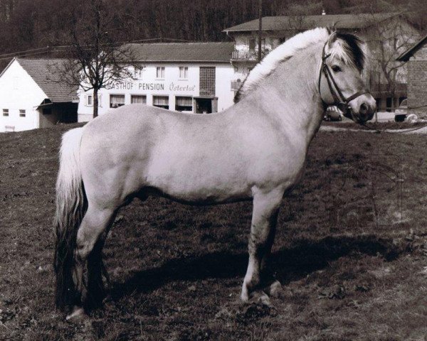 stallion Heino F 78 (Fjord Horse, 1969, from Hjalmar 36)