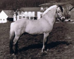 stallion Heino F 78 (Fjord Horse, 1969, from Hjalmar 36)