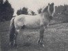 stallion Hjalmar 36 (Fjord Horse, 1949, from Brix)