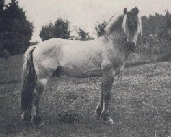 stallion Hjalmar 36 (Fjord Horse, 1949, from Brix)