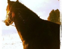 dressage horse Ringelnatz (Hanoverian, 2002, from Rosentau)