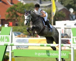 jumper Contefinchen (Zangersheide riding horse, 2007, from Contefino)