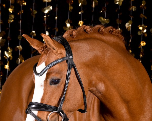 stallion Double O Seven 10 (German Riding Pony, 2012, from Dornik B)