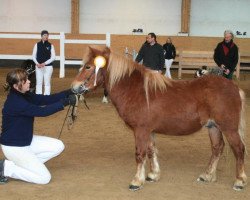 stallion Joslehofs Gin Fizz (Dt.Part-bred Shetland pony, 2010, from Georg)