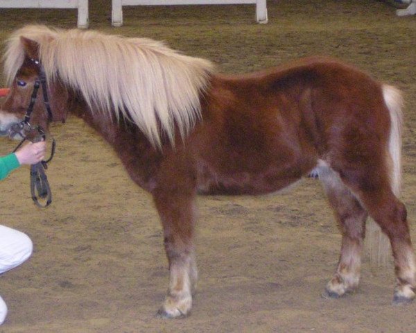 horse Georgio (Shetland Pony, 2004, from Georg)