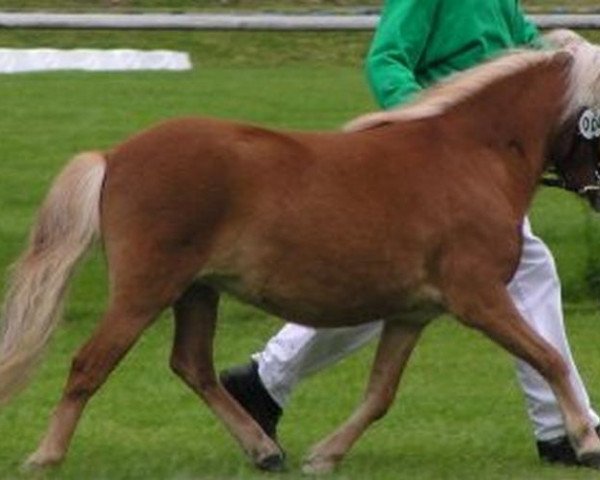 Zuchtstute Gänseblümchen (Shetland Pony, 2003, von Georg)