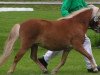 broodmare Gänseblümchen (Shetland Pony, 2003, from Georg)