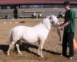 broodmare Kirchweihtals Sidonie (Shetland Pony, 2003, from Georg)