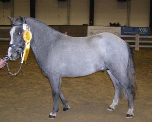 stallion Ganove 73 (American Classic Shetler. Pony, 2004, from Georg)